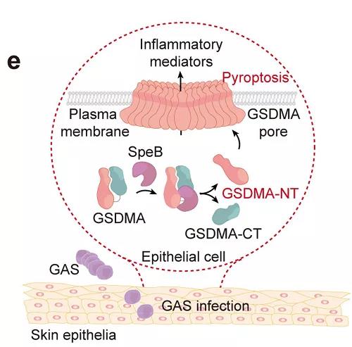 化脓链球菌感染免疫应答机制