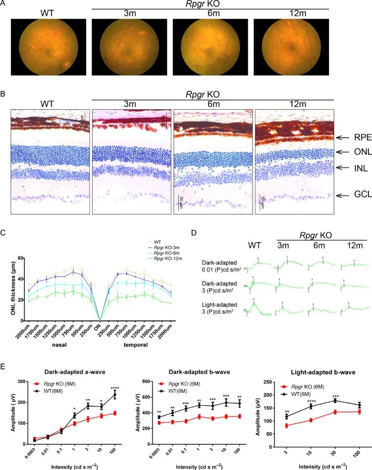 CRISPR/Cas9介导的基因编辑系统