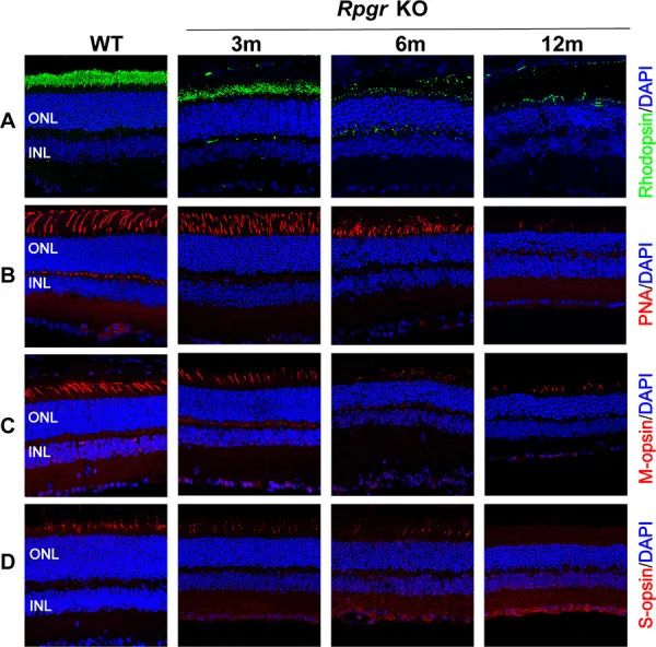 CRISPR/Cas9介导的基因编辑系统