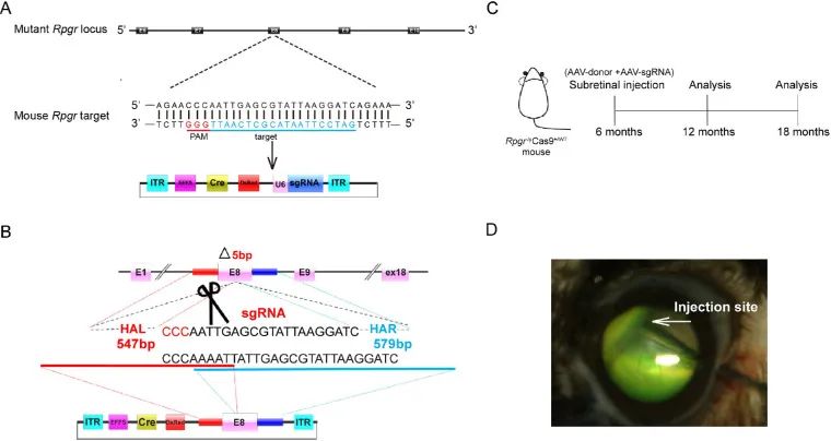 CRISPR/Cas9介导的基因编辑系统