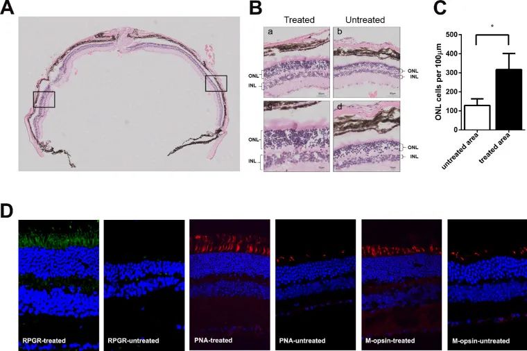 CRISPR/Cas9介导的基因编辑系统