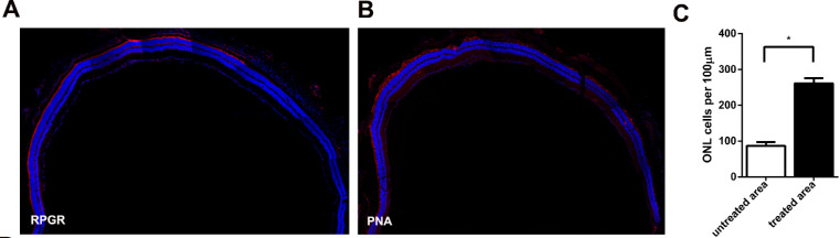 CRISPR/Cas9介导的基因编辑系统
