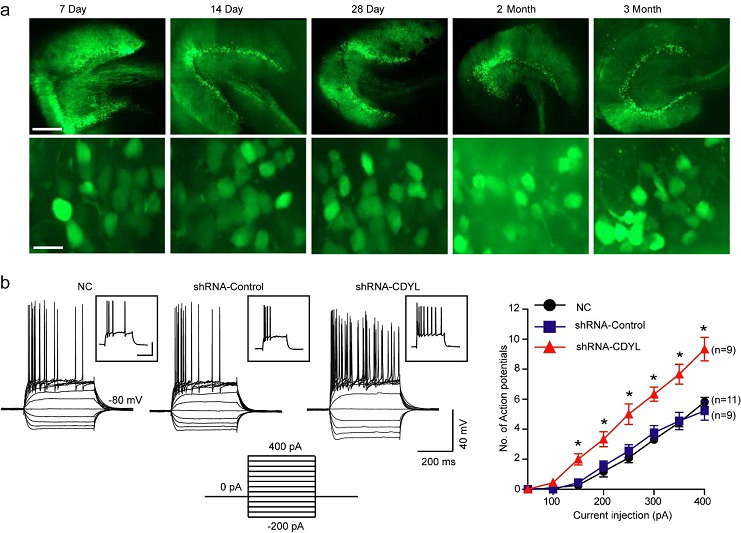 大鼠背侧海马齿状回颗粒细胞病毒表达荧光示意图和电流钳记录颗粒细胞电压电流示意图” width=