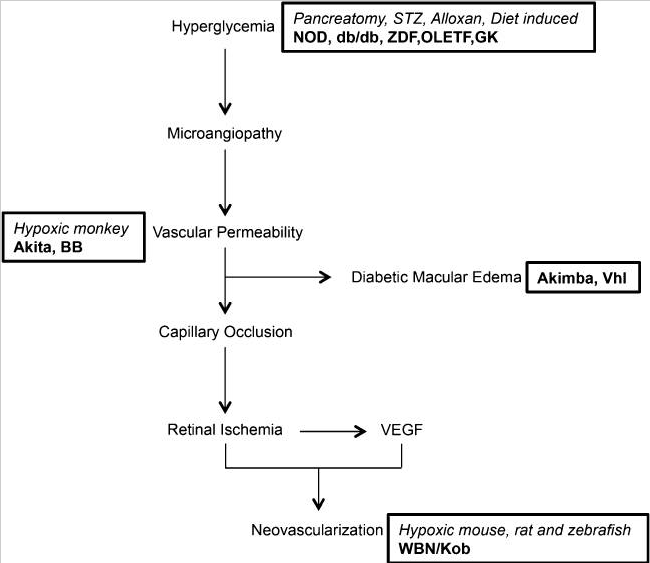 糖尿病视网膜病变