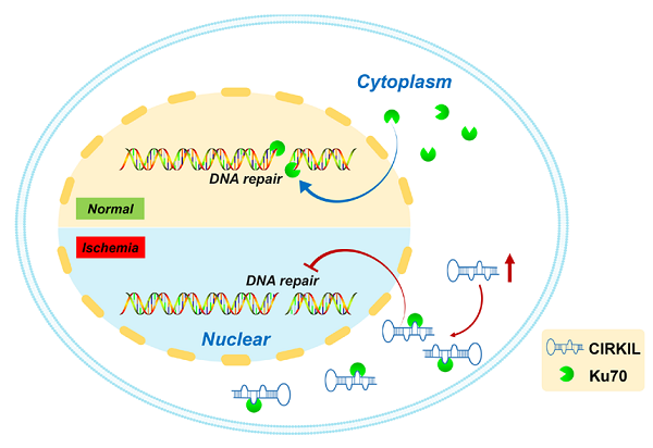 治疗心脏缺血/再灌注损伤的新靶点 治疗心脏缺血/再灌注损伤的新靶点