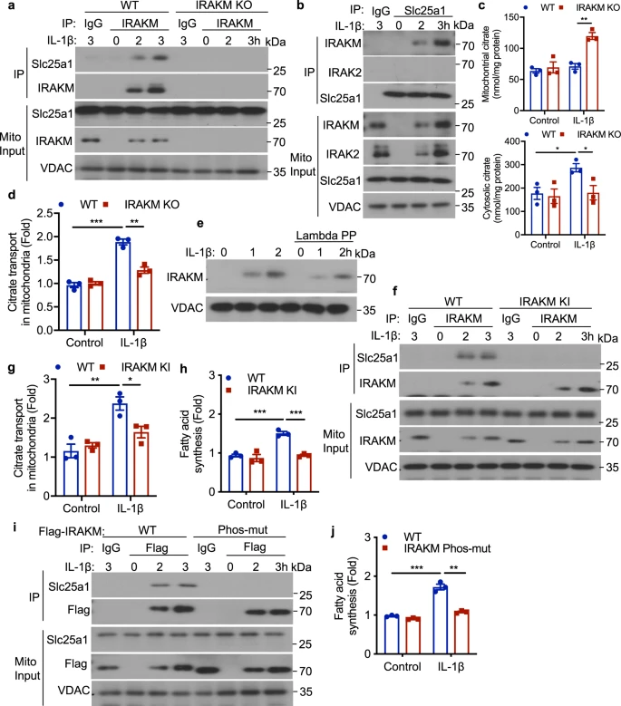 高脂饮食如何诱导肥胖