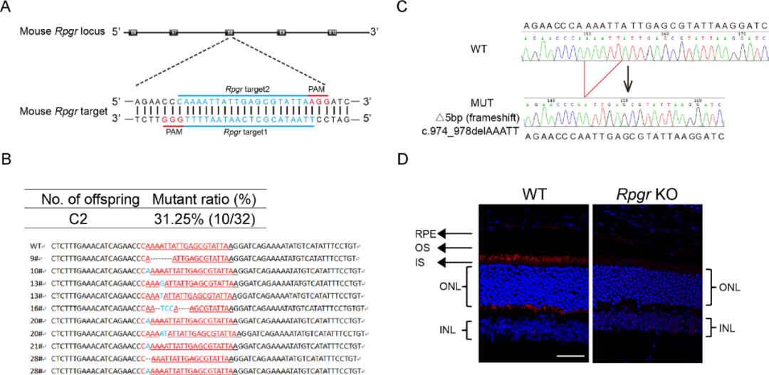 CRISPR/Cas9介导的基因编辑系统