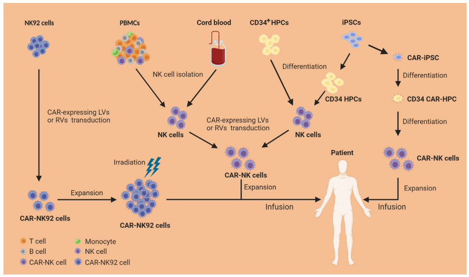 CAR-NK细胞得以异军突起