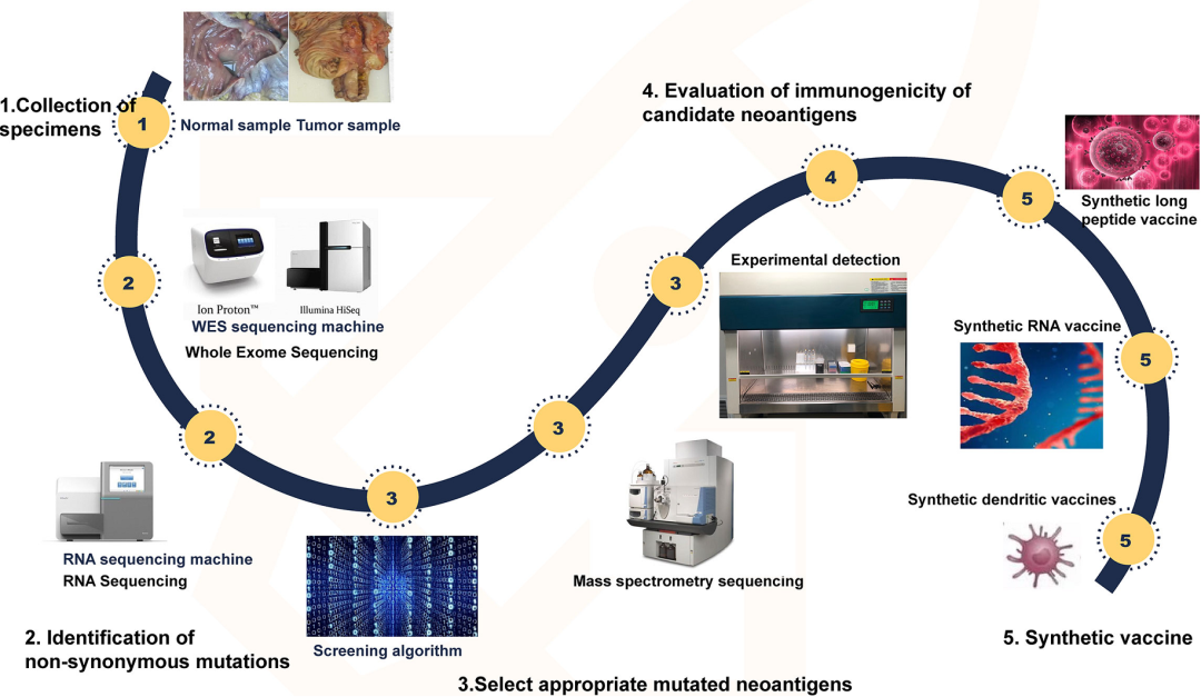 肿瘤新生抗原 肿瘤新生抗原