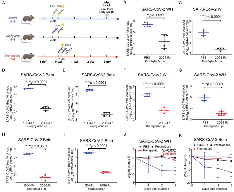 纳米抗体 纳米抗体