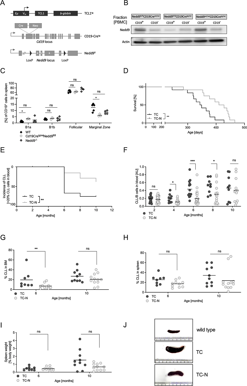 NEDD9在淋巴细胞白血病中作用