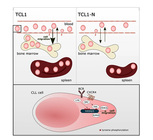 NEDD9在淋巴细胞白血病中作用