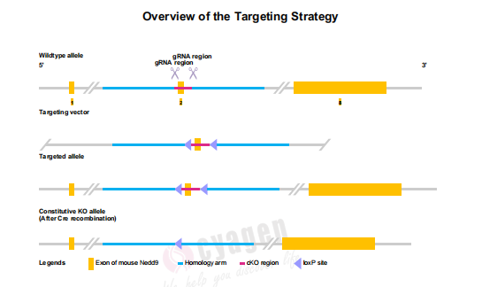 NEDD9在淋巴细胞白血病中作用