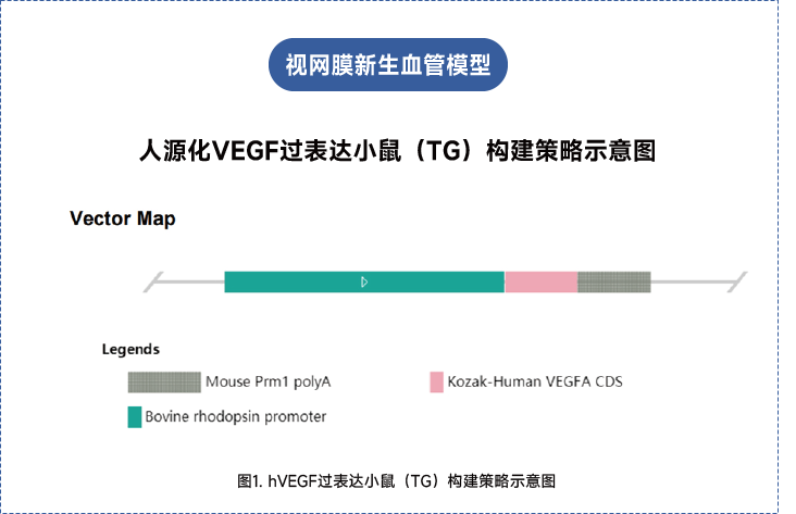 年龄相关性黄斑变性