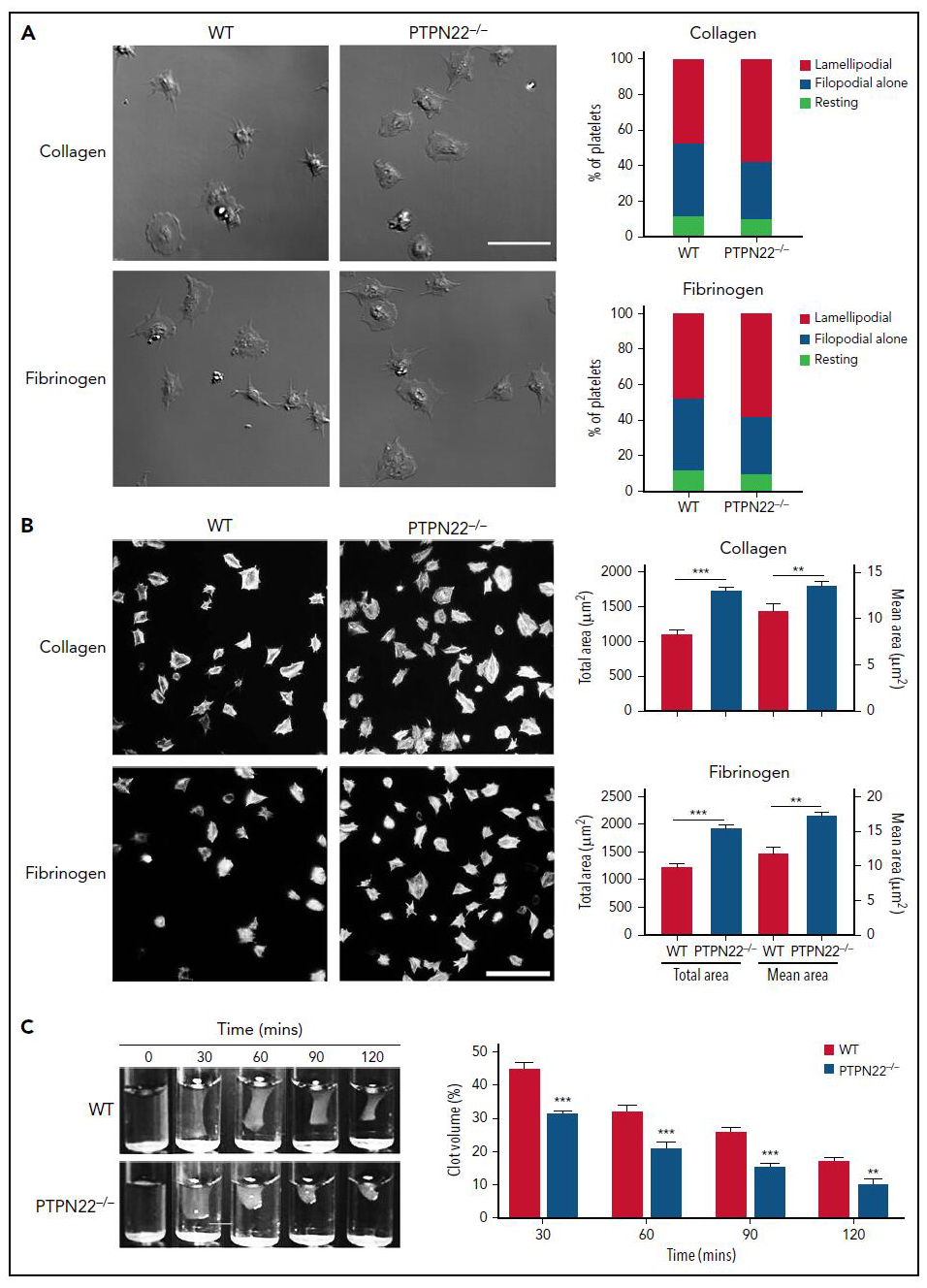 血小板功能和动脉血栓调控的新机制 血小板功能和动脉血栓调控的新机制