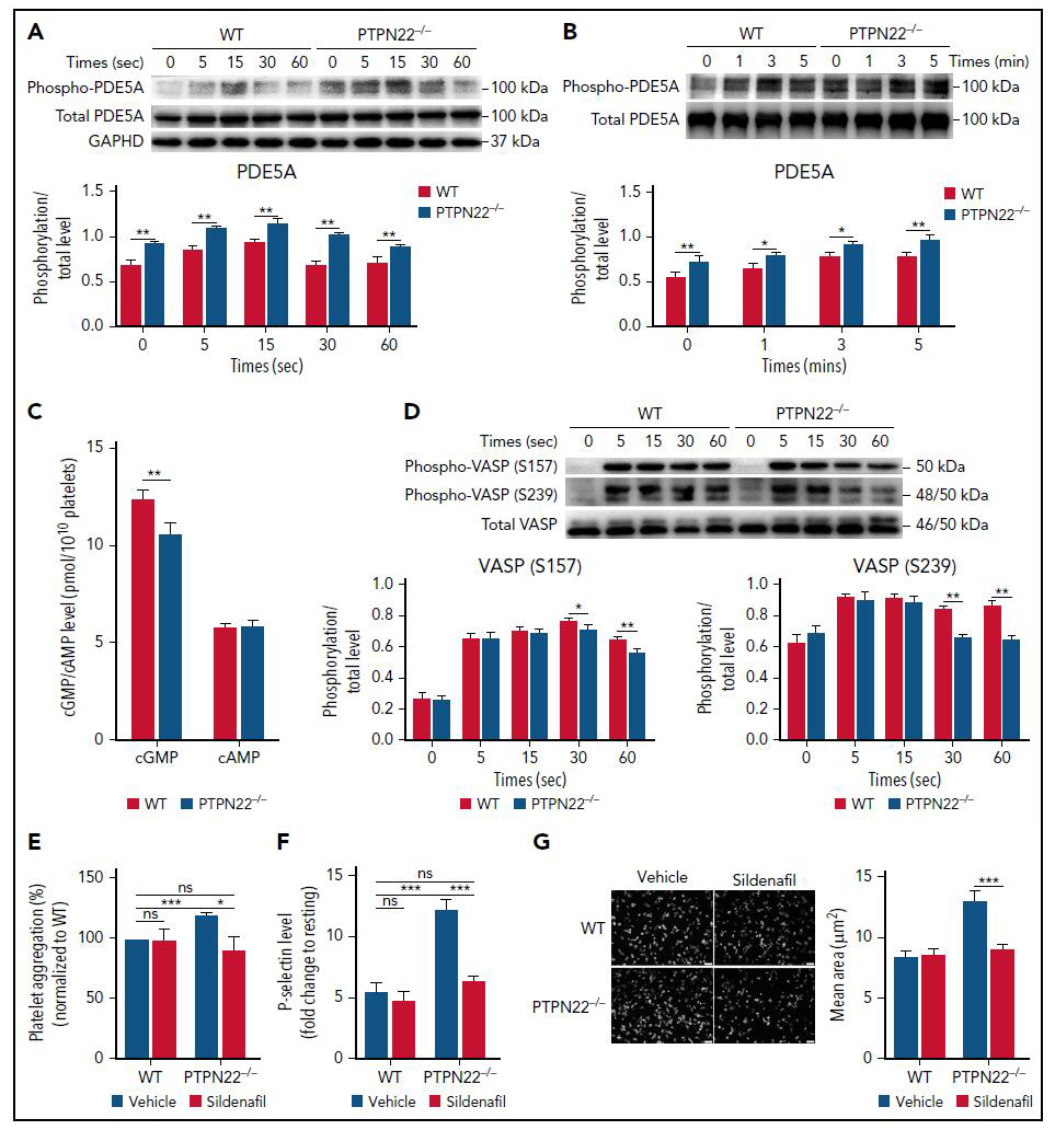 血小板功能和动脉血栓调控的新机制