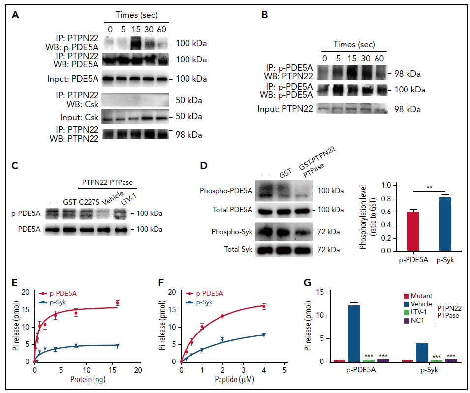 血小板功能和动脉血栓调控的新机制 血小板功能和动脉血栓调控的新机制