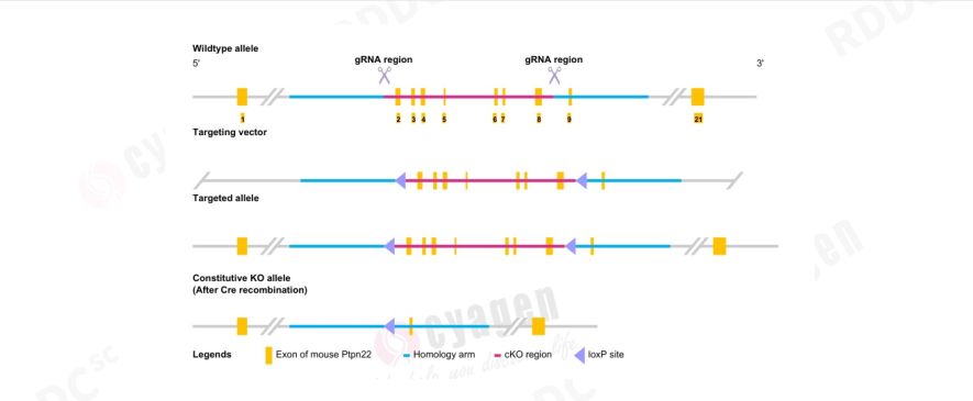 血小板功能和动脉血栓调控的新机制