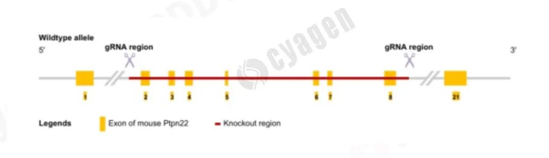血小板功能和动脉血栓调控的新机制