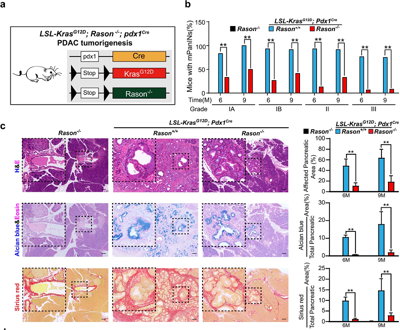 KRAS突变癌症的潜在治疗靶点