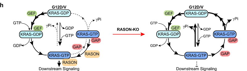 KRAS突变癌症的潜在治疗靶点