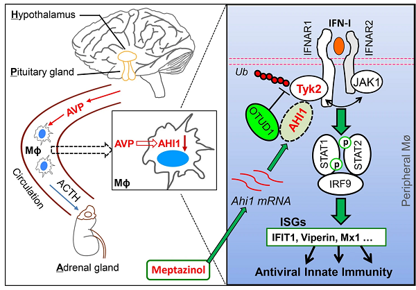 抑郁症如何影响抗病毒免疫力