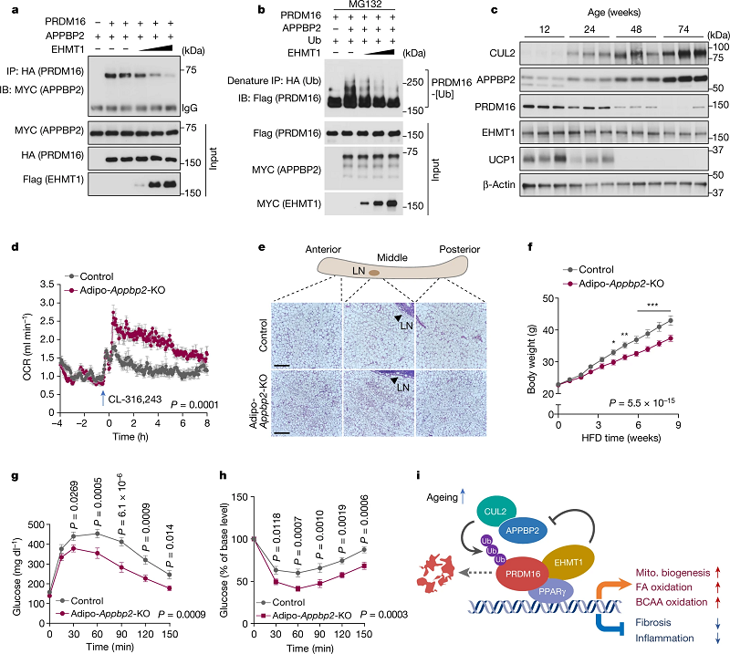 如何增加改善代谢健康的脂肪细胞
