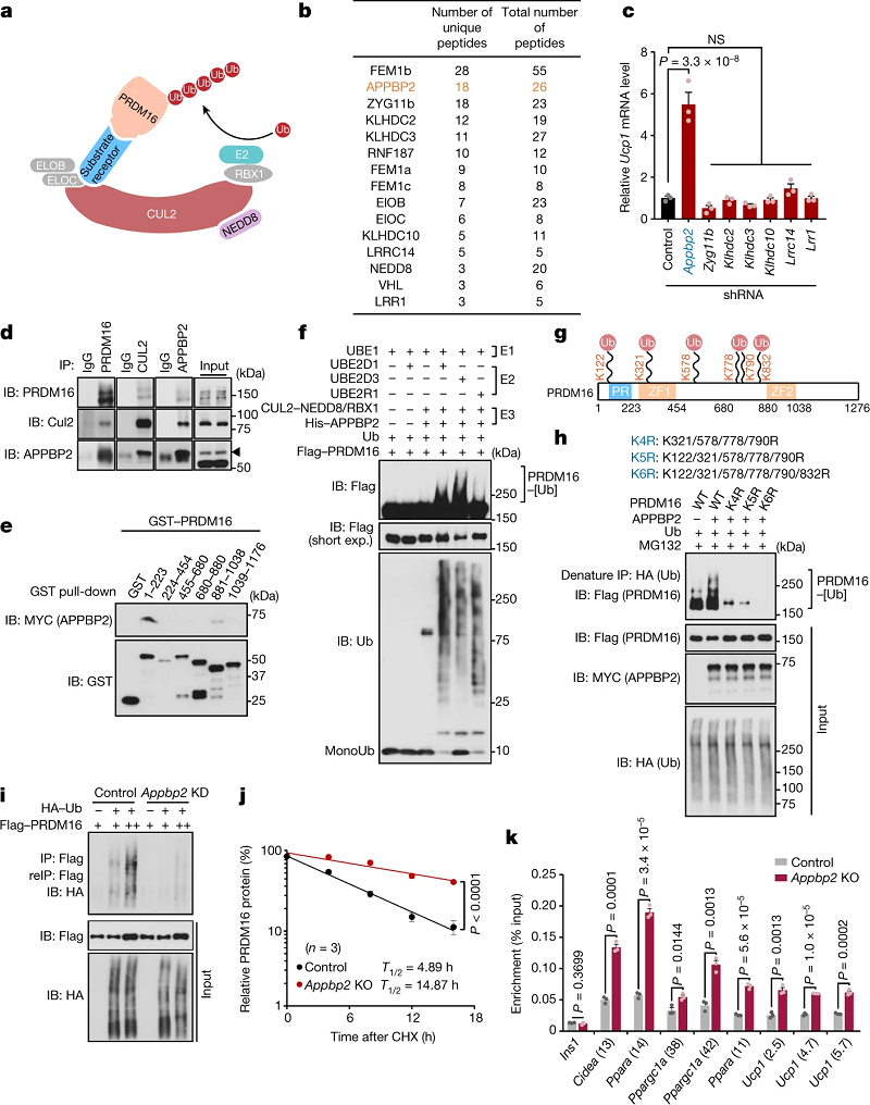 如何增加改善代谢健康的脂肪细胞