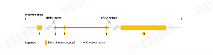 如何增加改善代谢健康的脂肪细胞