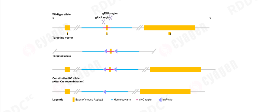 如何增加改善代谢健康的脂肪细胞