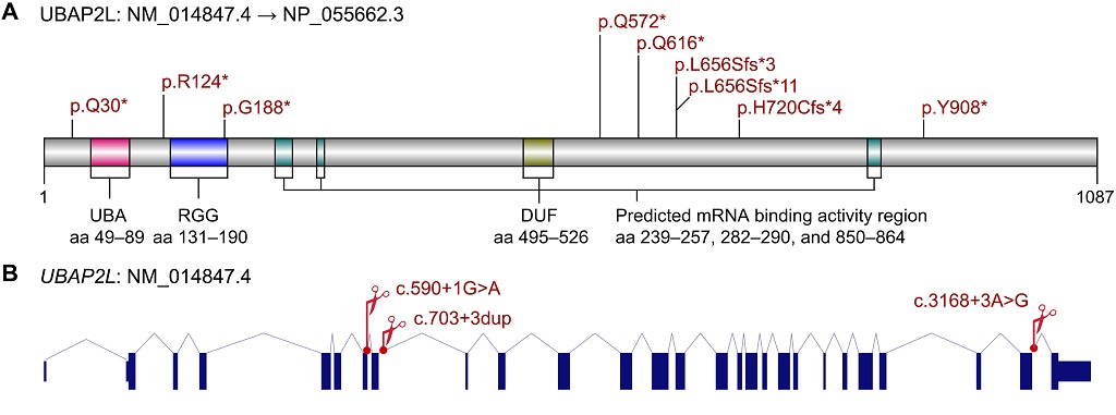 应激颗粒 应激颗粒