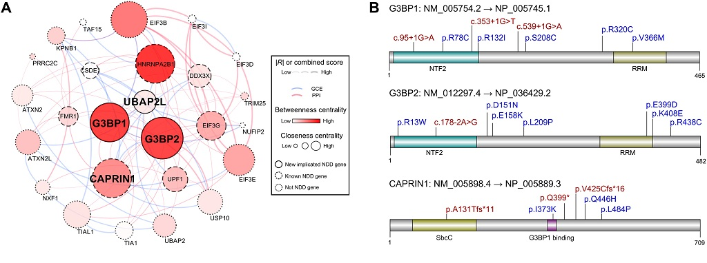 应激颗粒 应激颗粒