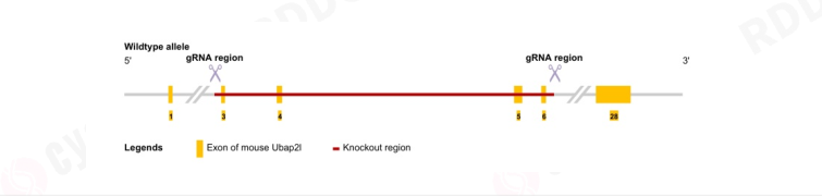 Ubap2l基因敲除小鼠 Ubap2l基因敲除小鼠