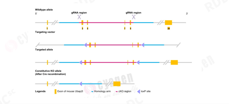 Ubap2l基因敲除小鼠