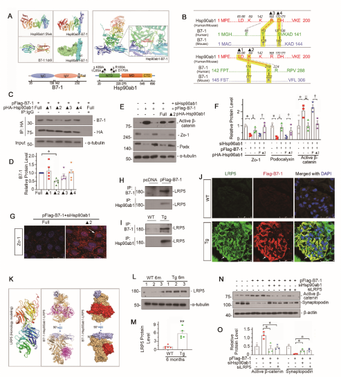 靶向B7-1的肾病疗法