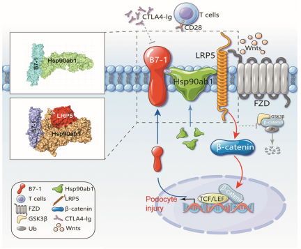 靶向B7-1的肾病疗法