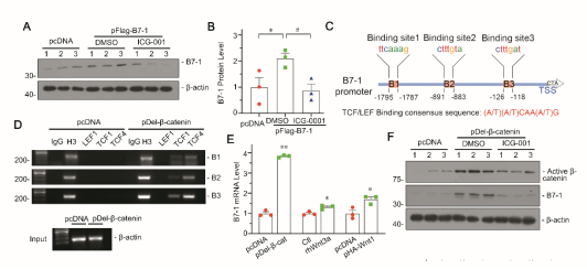 靶向B7-1的肾病疗法