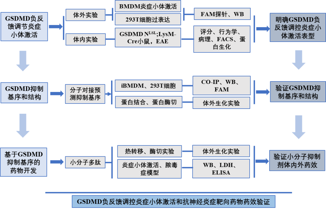 焦亡效应分子GSDMD