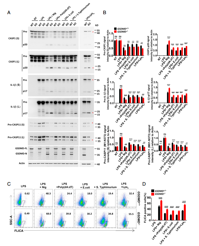 焦亡效应分子GSDMD