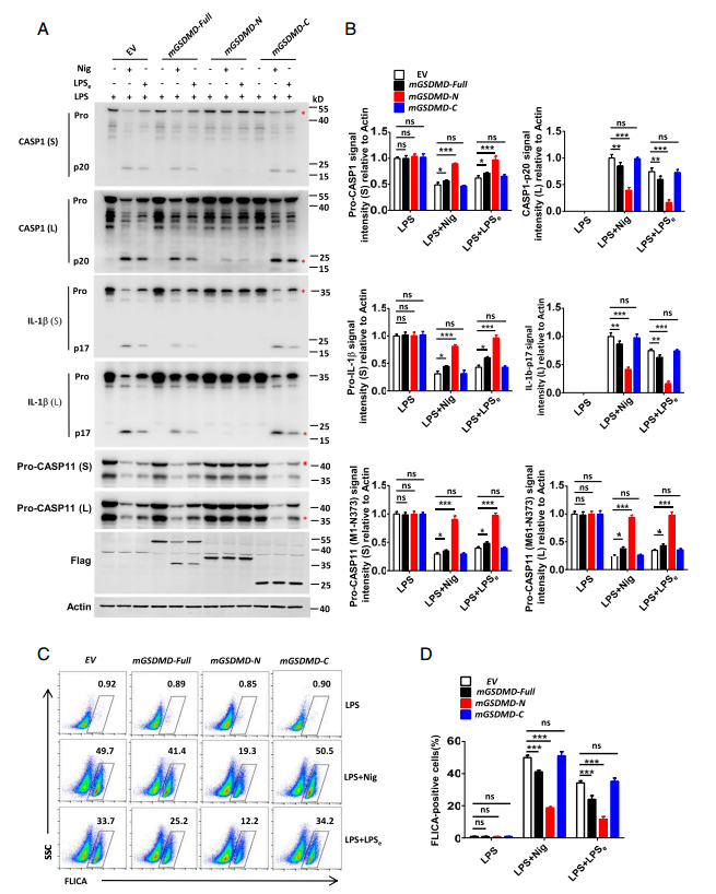 焦亡效应分子GSDMD