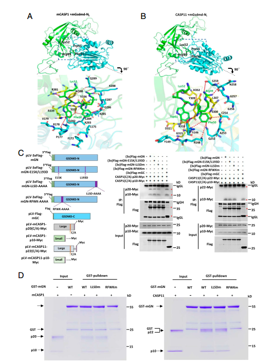 焦亡效应分子GSDMD