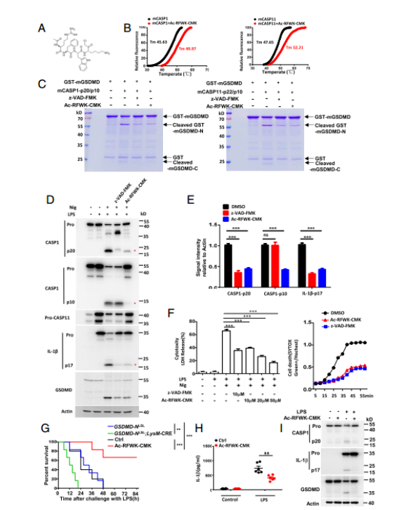 焦亡效应分子GSDMD