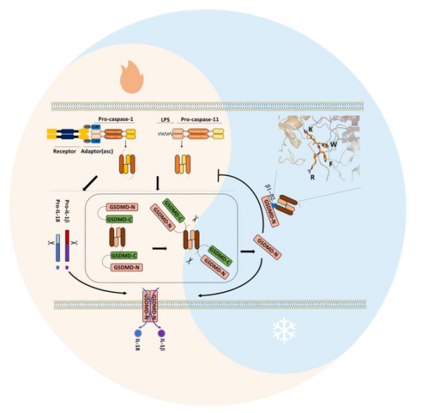 焦亡效应分子GSDMD