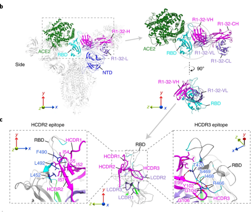 新冠变异株如何逃避免疫应答