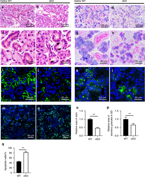 唾液腺干/祖细胞的标志物