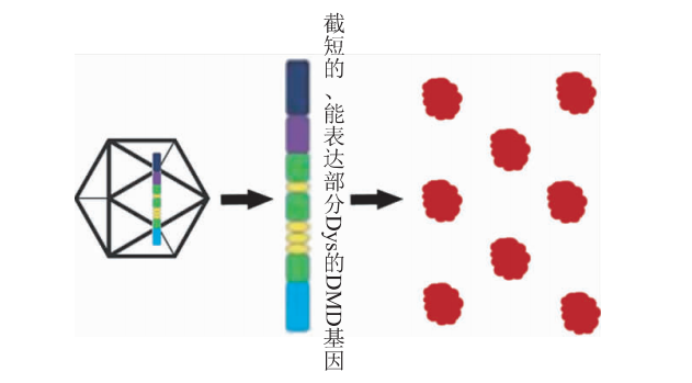杜氏肌营养不良机理研究