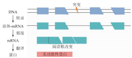 杜氏肌营养不良机理研究