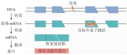 杜氏肌营养不良机理研究