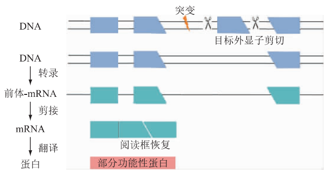 杜氏肌营养不良机理研究