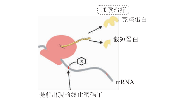 杜氏肌营养不良机理研究